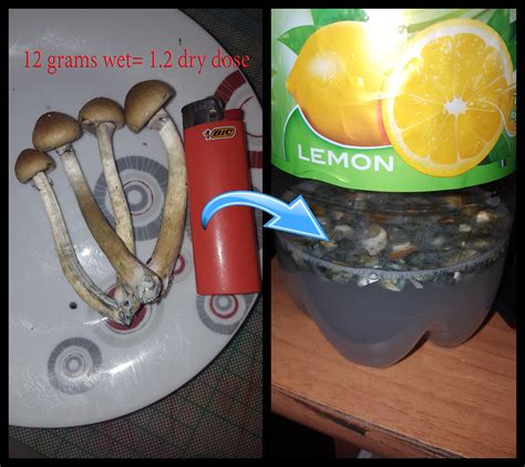 Lemon juice and shrooms - A process where you put dried shrooms, chopped up or grinded, into lemon juice. Essentially, the idea behind the lemon tek is that the acidic lemon juice ...